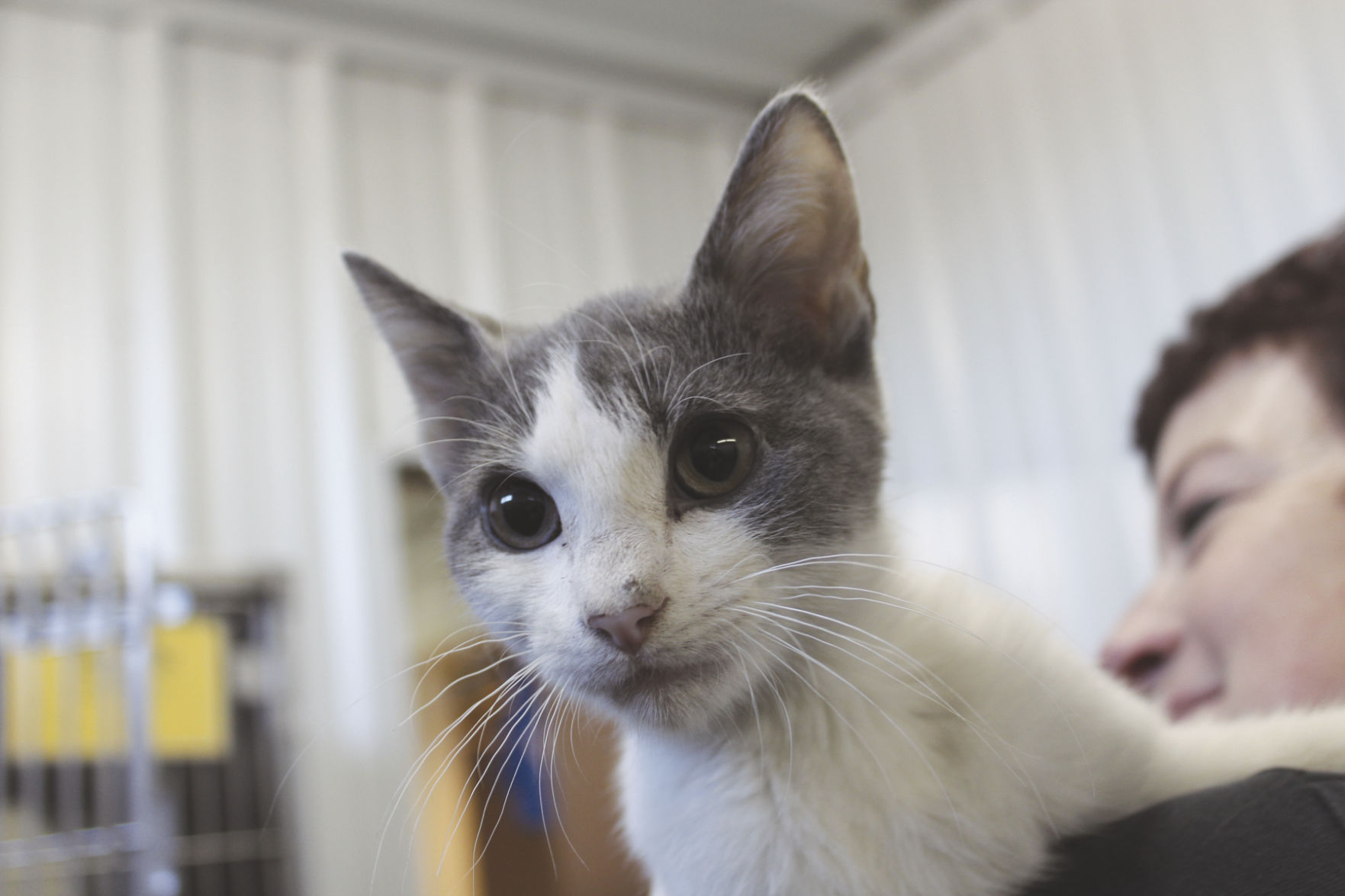 Pet of the Week: Emmet